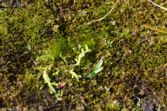 Image de Selaginella eclipes Buck