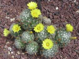 Image of Mammillaria baumii Boed.