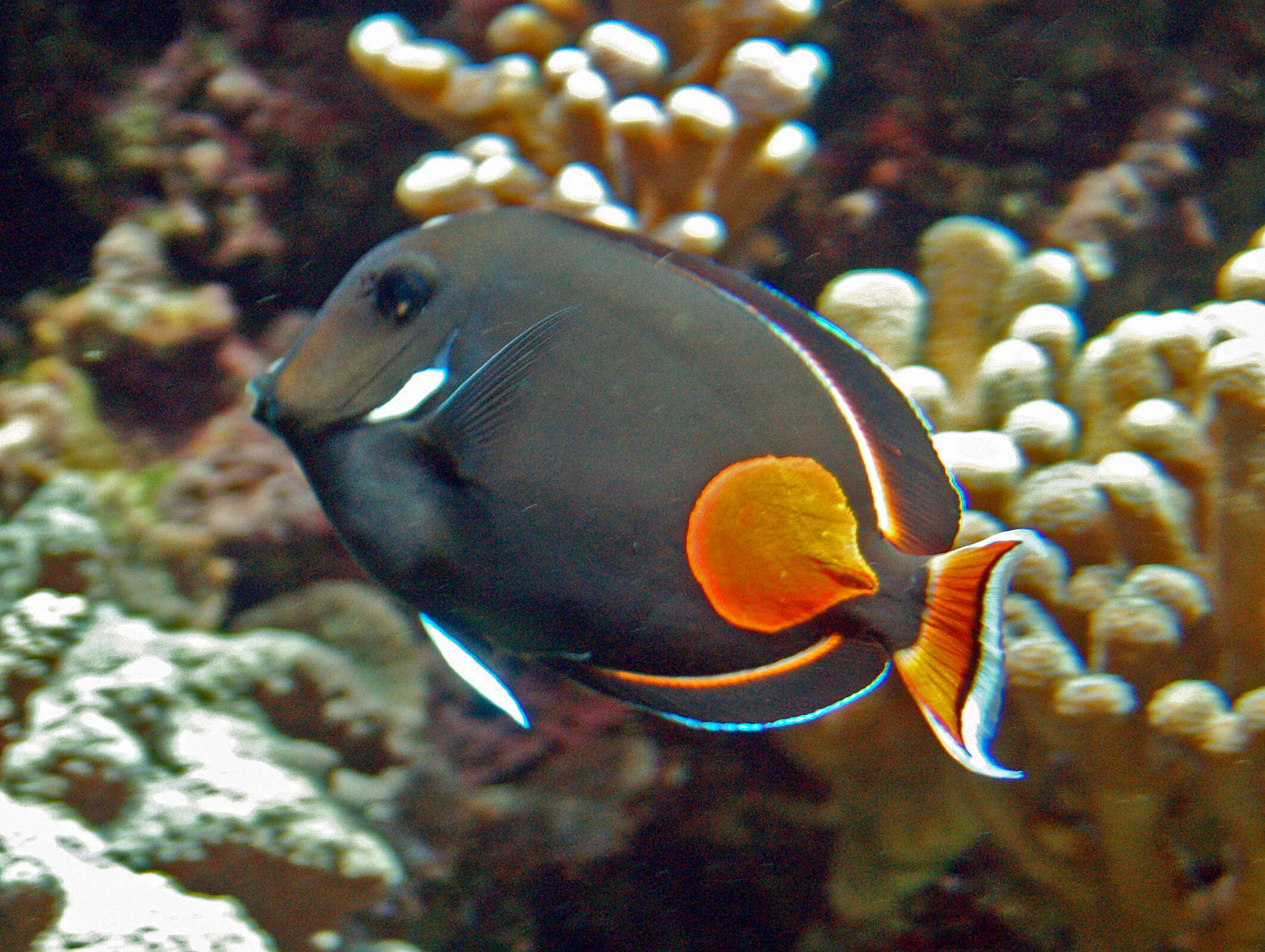 Image of Achilles Tang