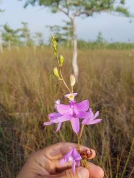 Image of Simpson's grasspink