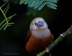 Image of Pale-headed Munia