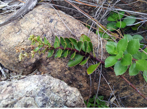 Image of Haloragis erecta subsp. cartilaginea (Cheeseman) Orchard