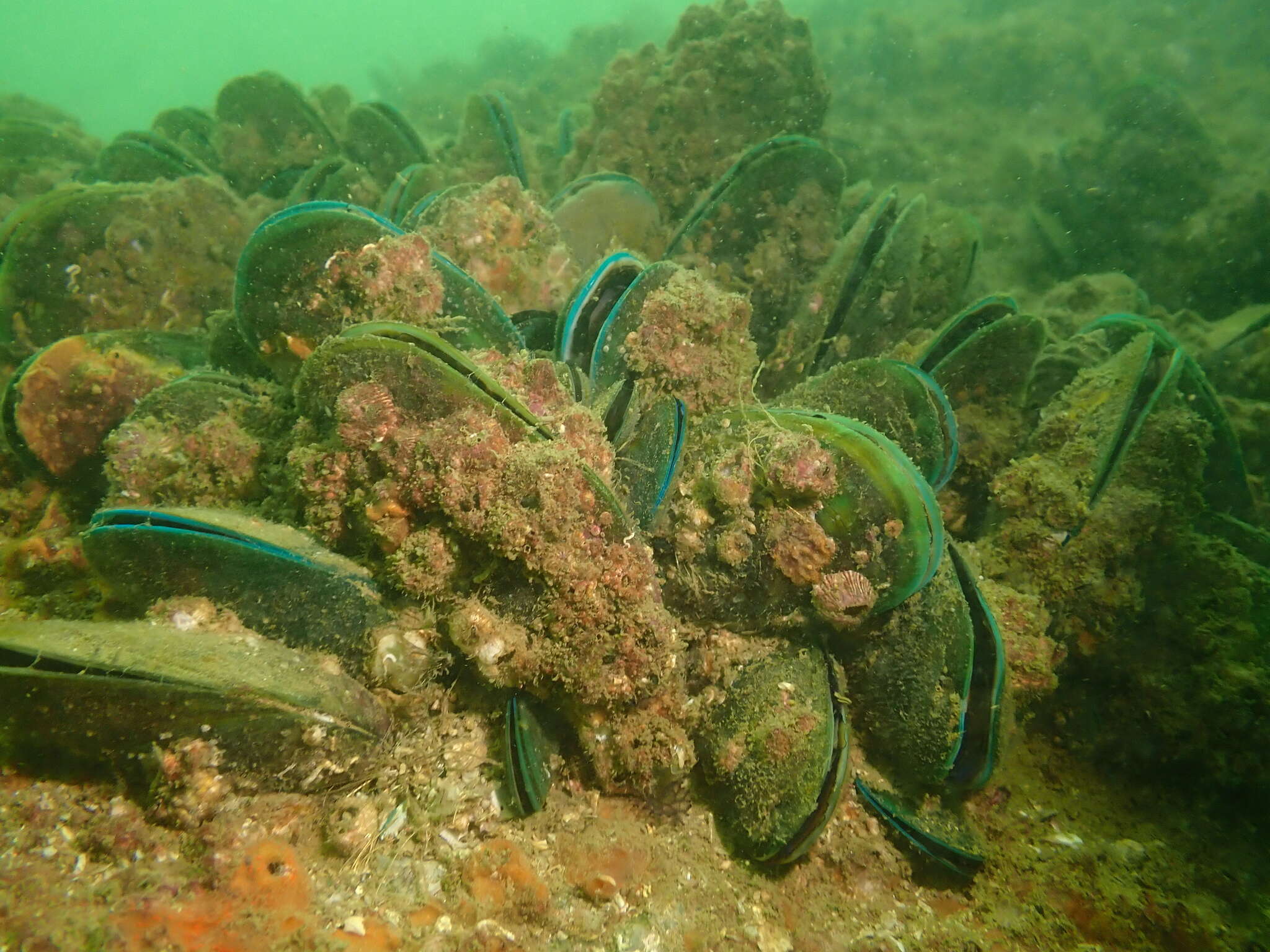 Image of Green mussel