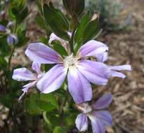 Слика од Scaevola platyphylla Lindl.