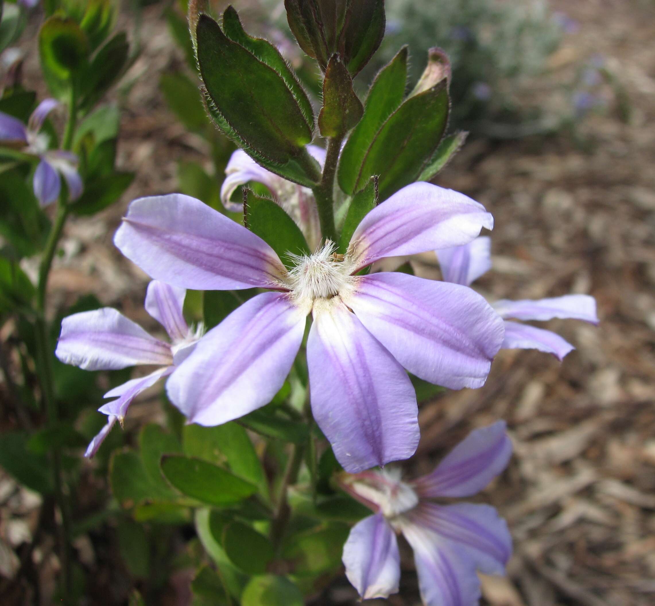 Слика од Scaevola platyphylla Lindl.