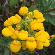 Image of Calceolaria integrifolia Murr.