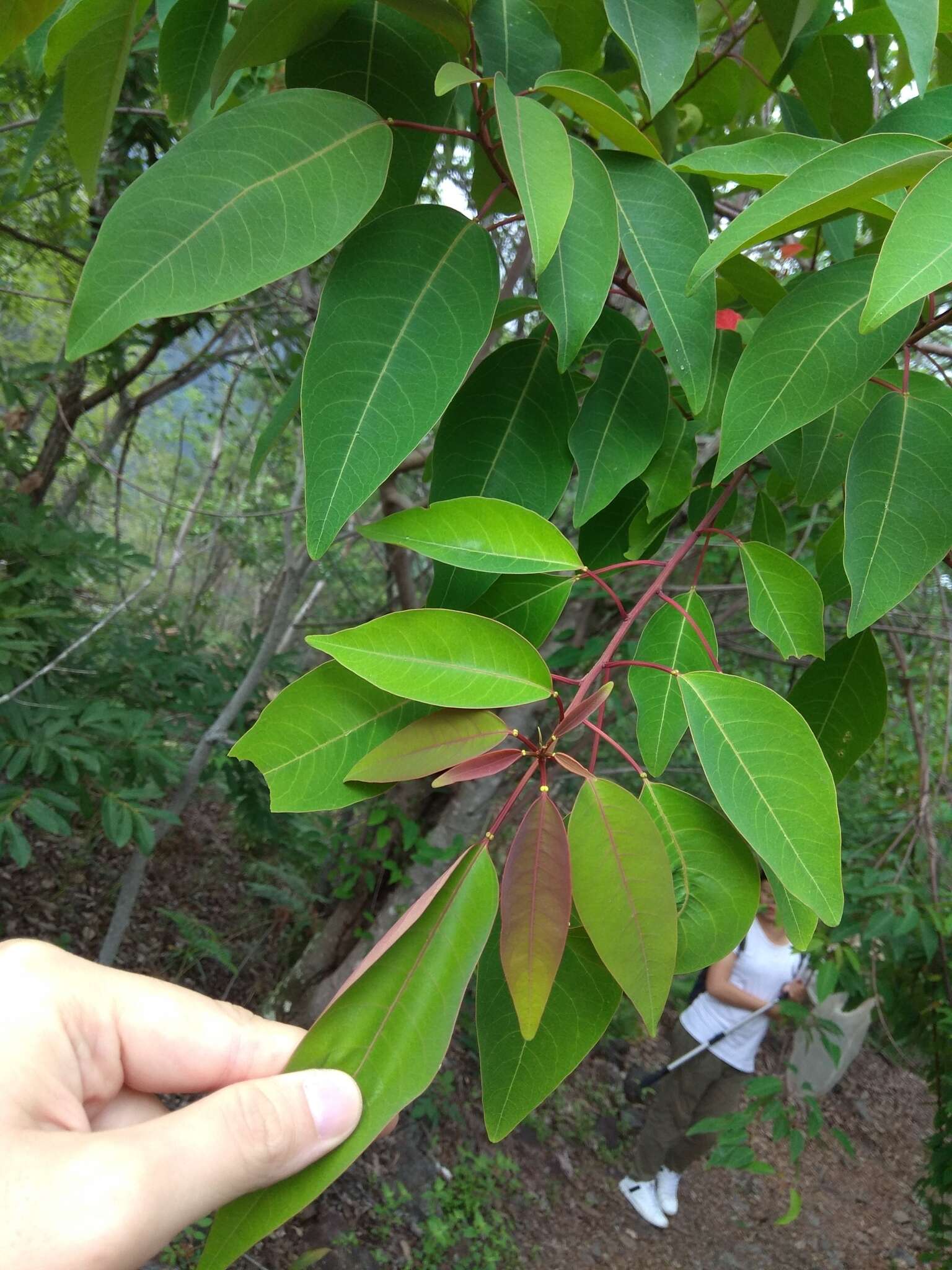 Image of Triadica cochinchinensis Lour.