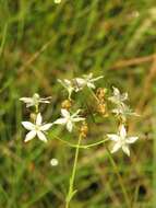 Sabatia quadrangula Wilbur resmi