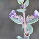 Sivun Melosperma andicola Benth. kuva