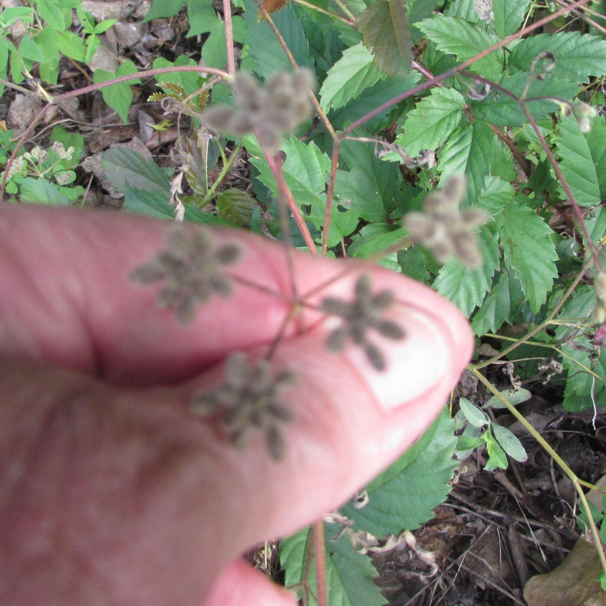 Image of spreading hedgeparsley