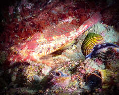 Image of Snubnose sculpin