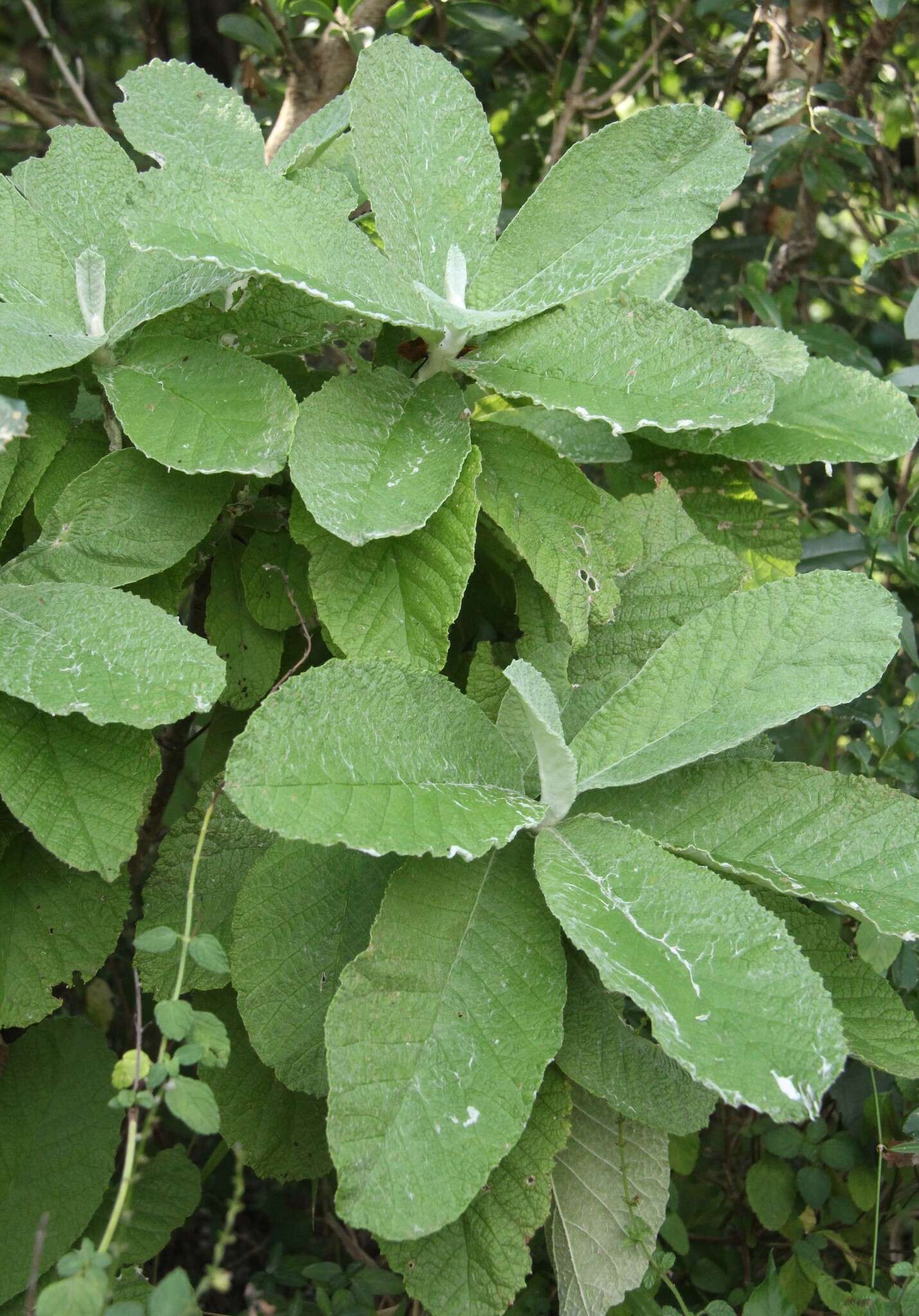 صورة Tarchonanthus trilobus var. galpinii (Hutch. & Phill.) J. Paiva