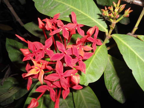 Image of scarlet jungleflame