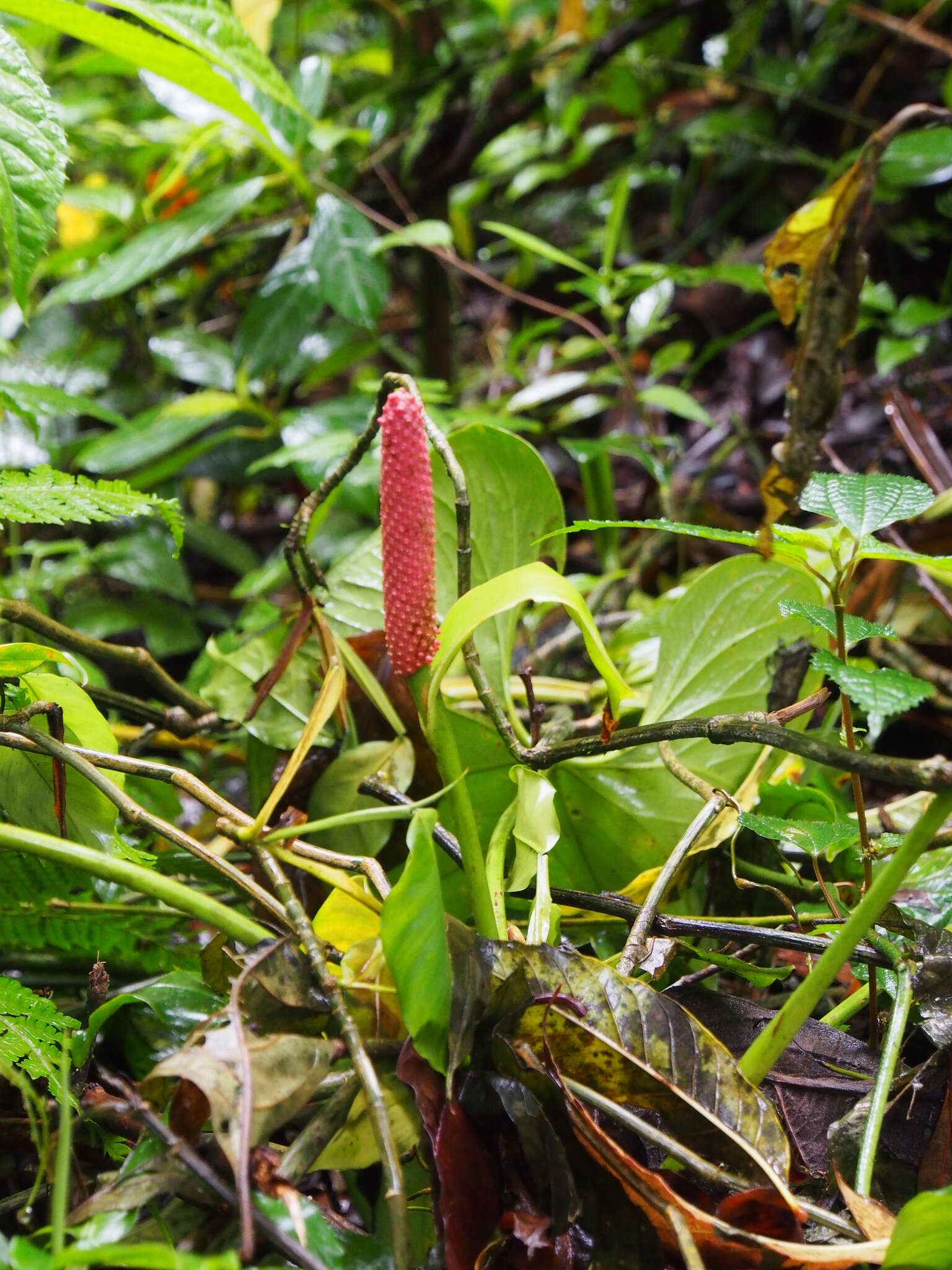 Image of Anthurium obtusilobum Schott