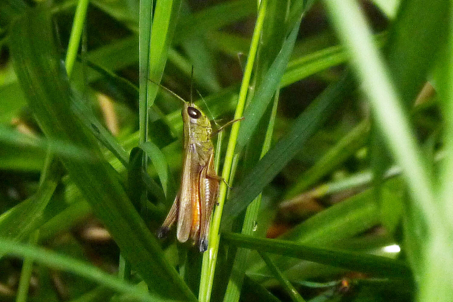 Слика од Amblytropidia australis Bruner & L. 1904