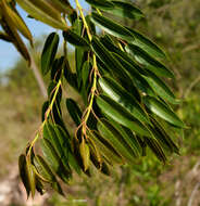 Image of Agarista eucalyptoides (Cham. & Schltdl.) G. Don