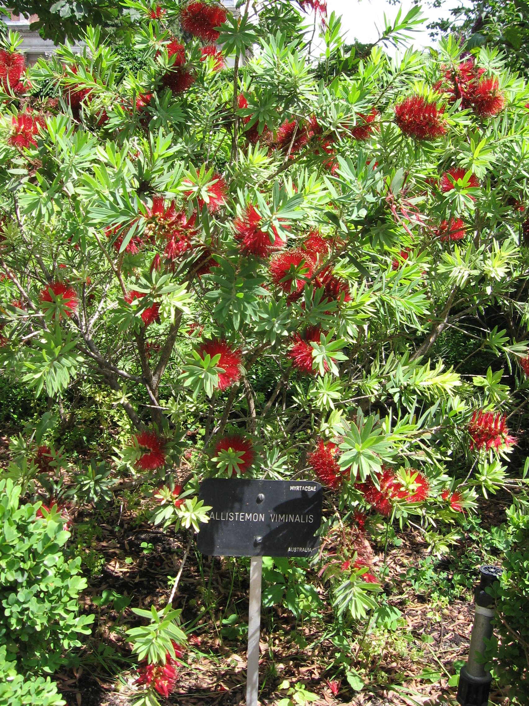 صورة Callistemon viminalis (Sol. ex Gaertn.) G. Don