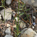 Imagem de Linum rupestre (Gray) Engelm.