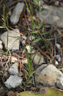 Image of rock flax