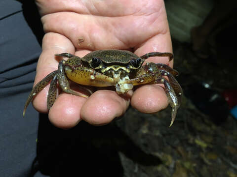 Image of Sylviocarcinus pictus (H. Milne Edwards 1853)