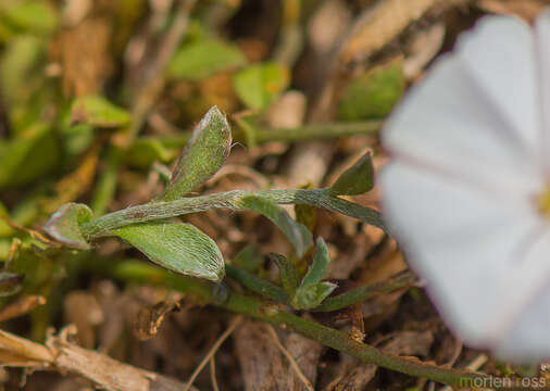 Image de Convolvulus sarmentosus Balf. fil.