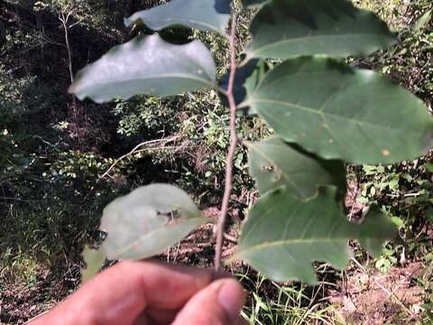 Image of silky celtis