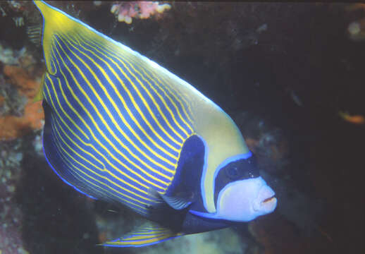 Image of Angelfish