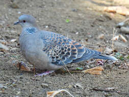 صورة Streptopelia orientalis orientalis (Latham 1790)