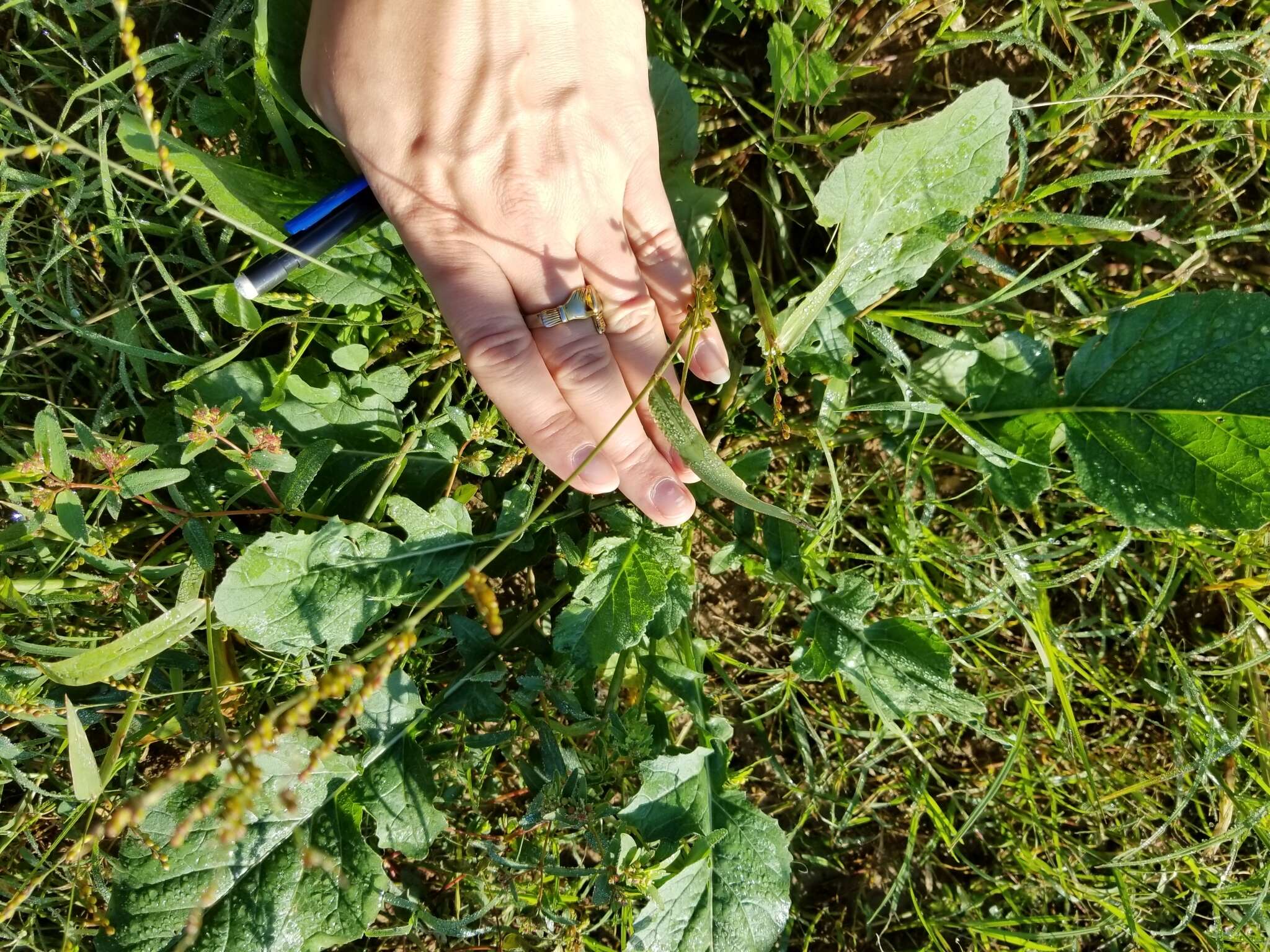 Image of Brown-Top Liverseed Grass