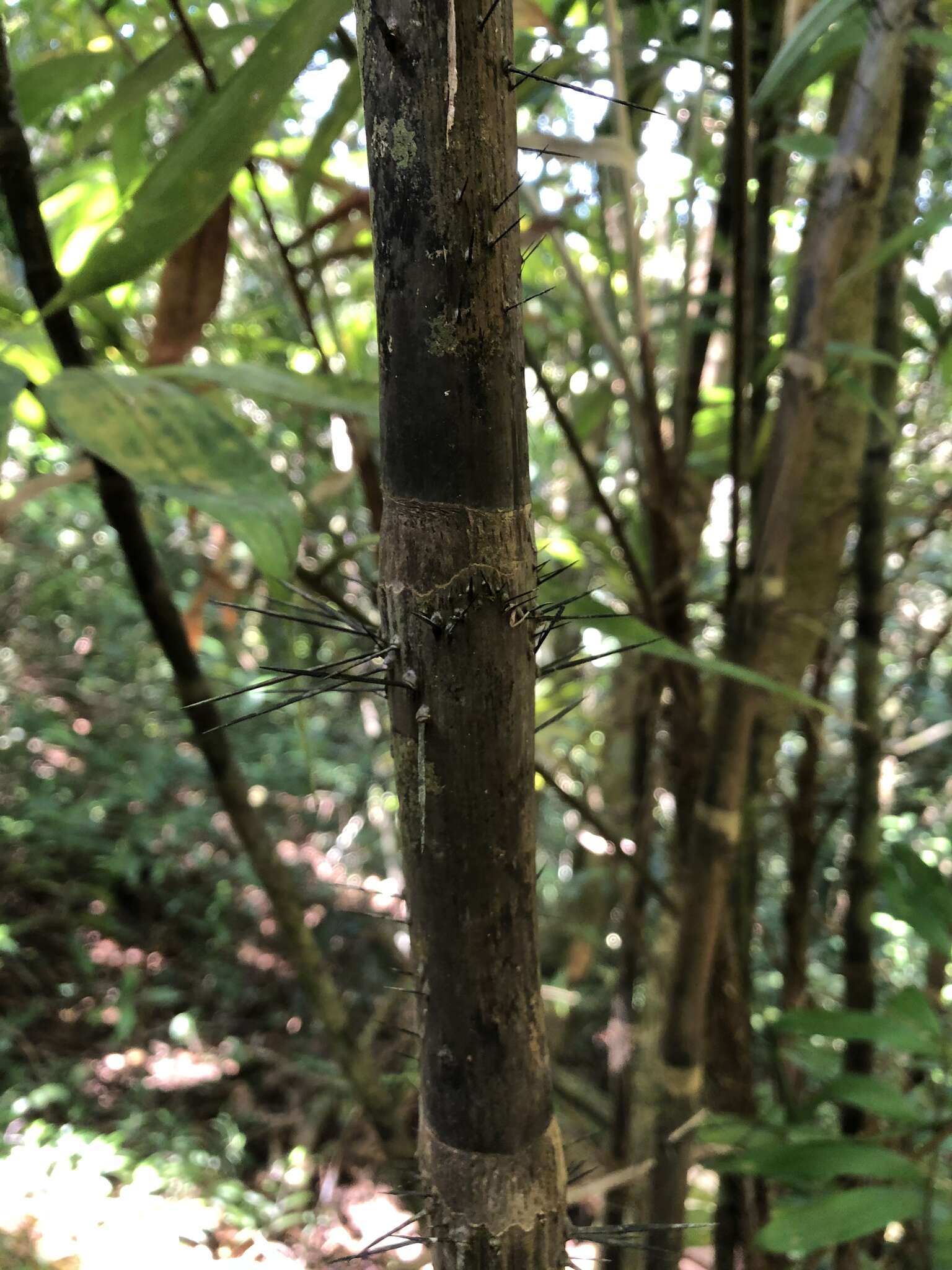 Imagem de Bactris dianeura Burret