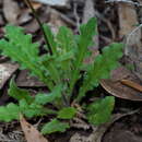 Plancia ëd Lagenophora stipitata (Labill.) Druce