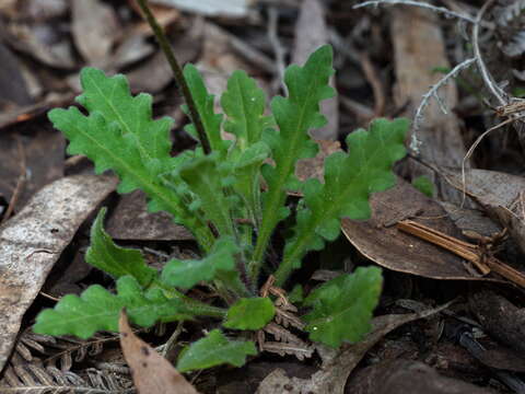 Image de Lagenophora stipitata (Labill.) Druce