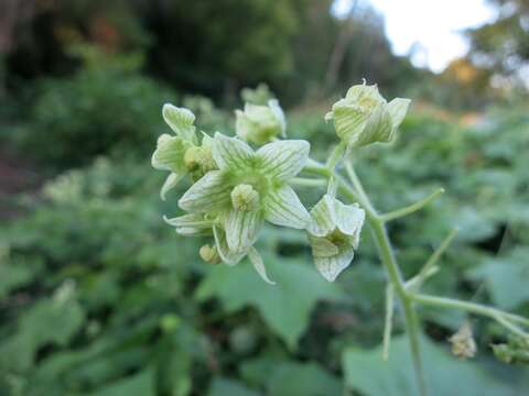 Image of oneseed bur cucumber