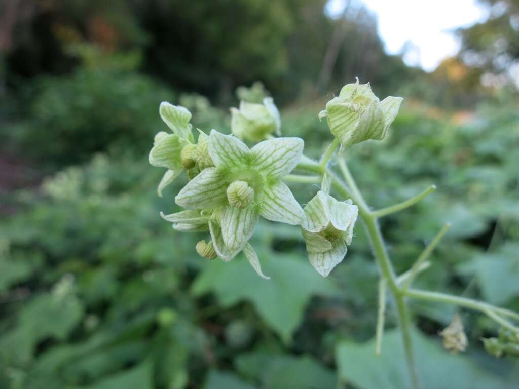 Image of oneseed bur cucumber