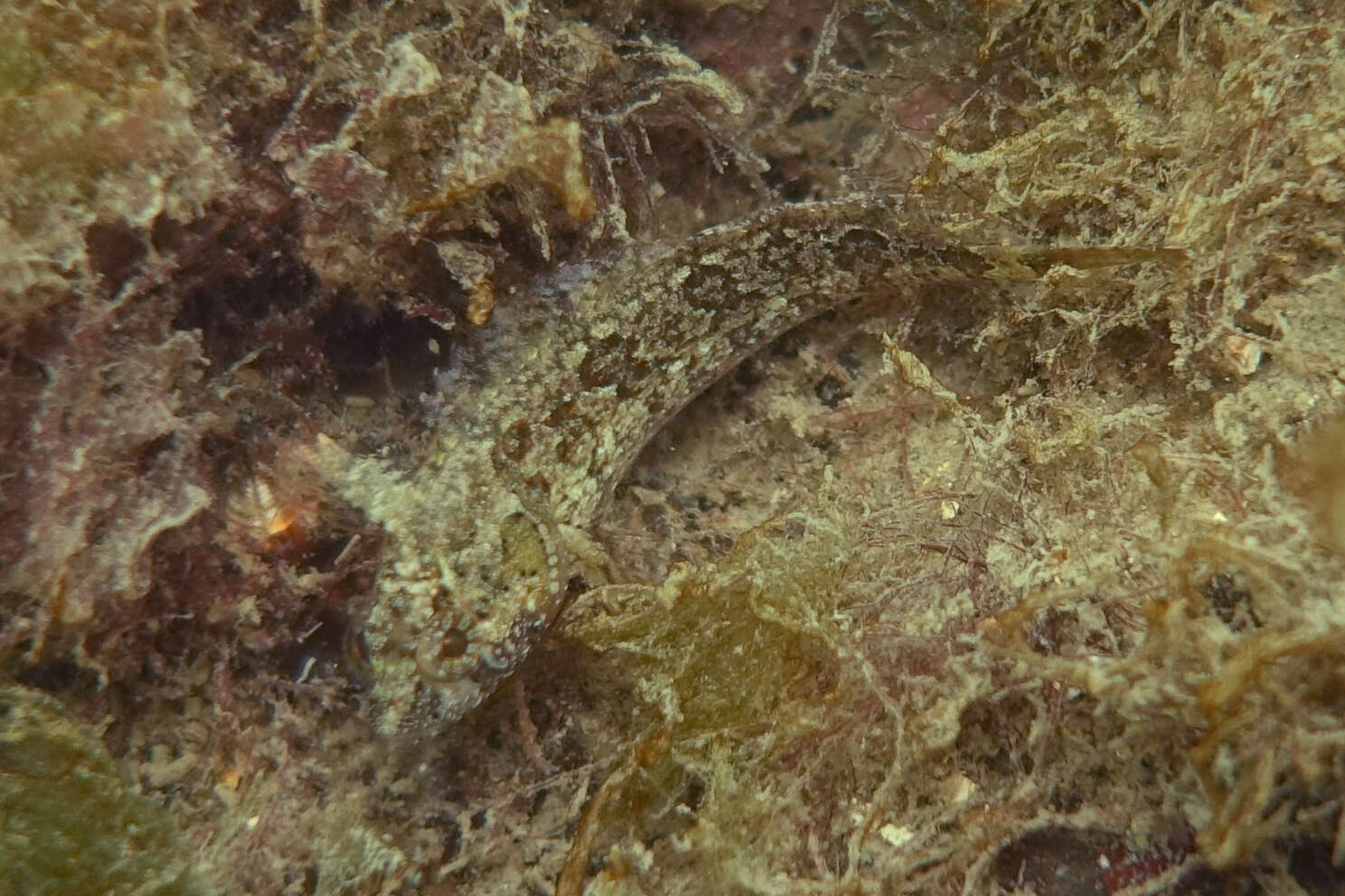 Image of Adelaide weedfish