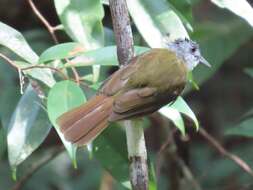 Alophoixus phaeocephalus (Hartlaub 1844)的圖片