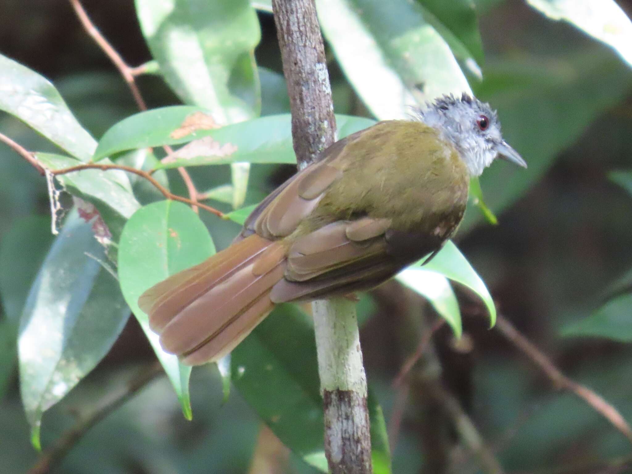 Image of Yellow-bellied Bulbul