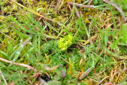 Image of common lomatium