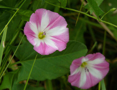 Image of Field Bindweed