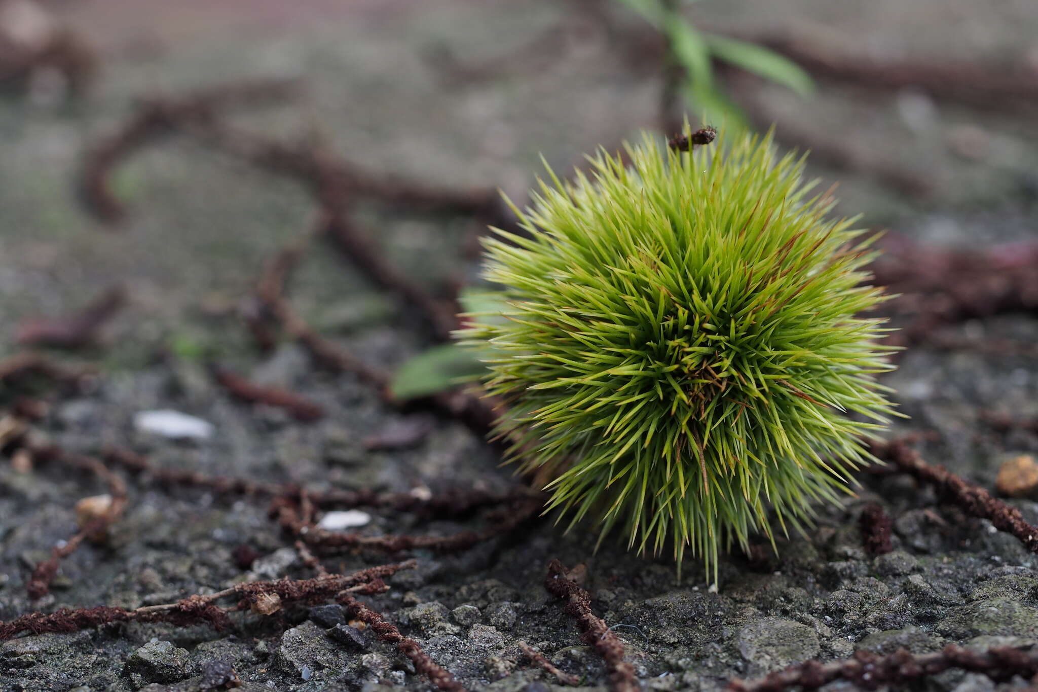 Image of Japanese chestnut