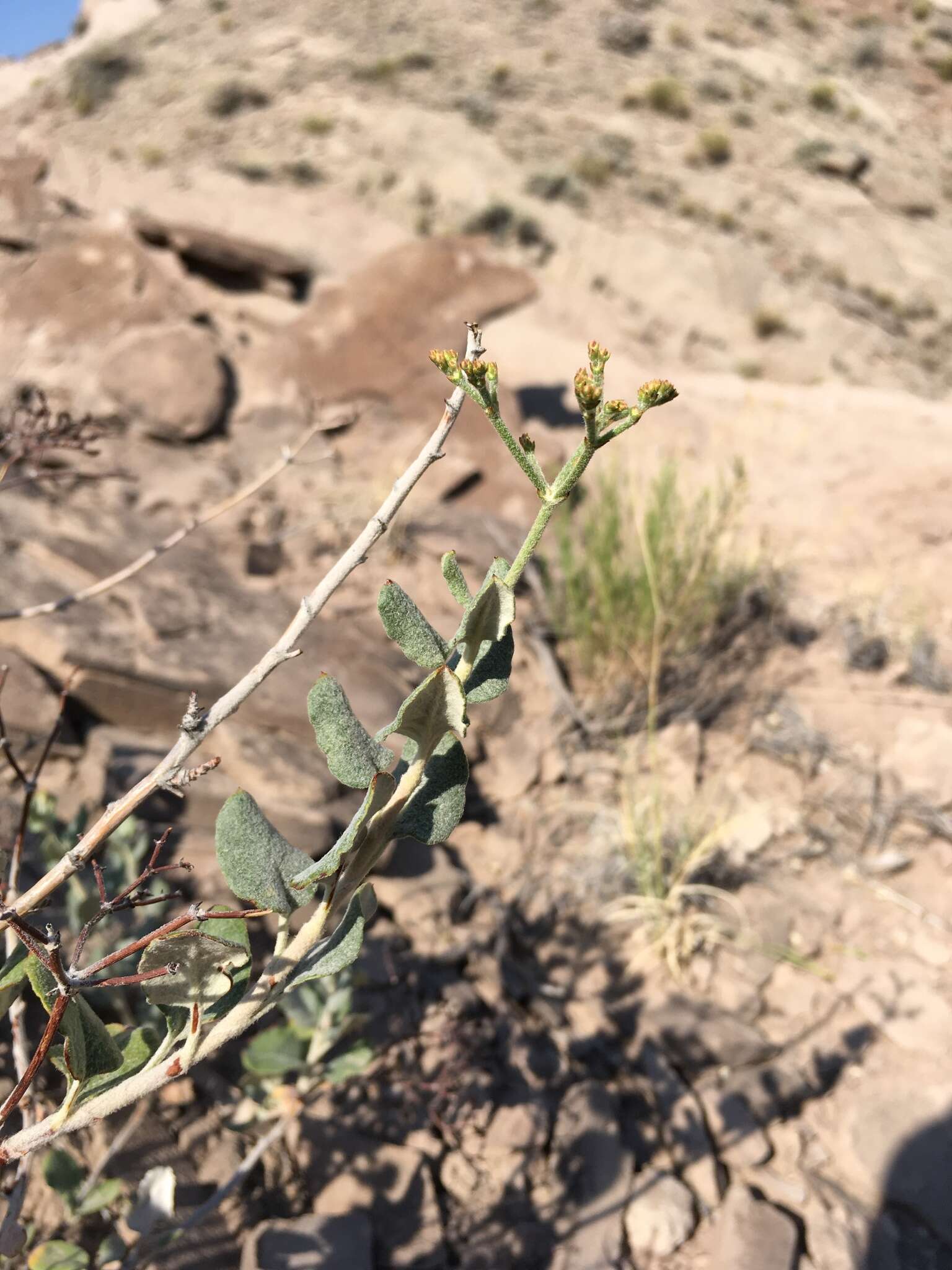 Image of crispleaf buckwheat