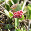 Image of Guapira pernambucensis (Casar.) Lundell