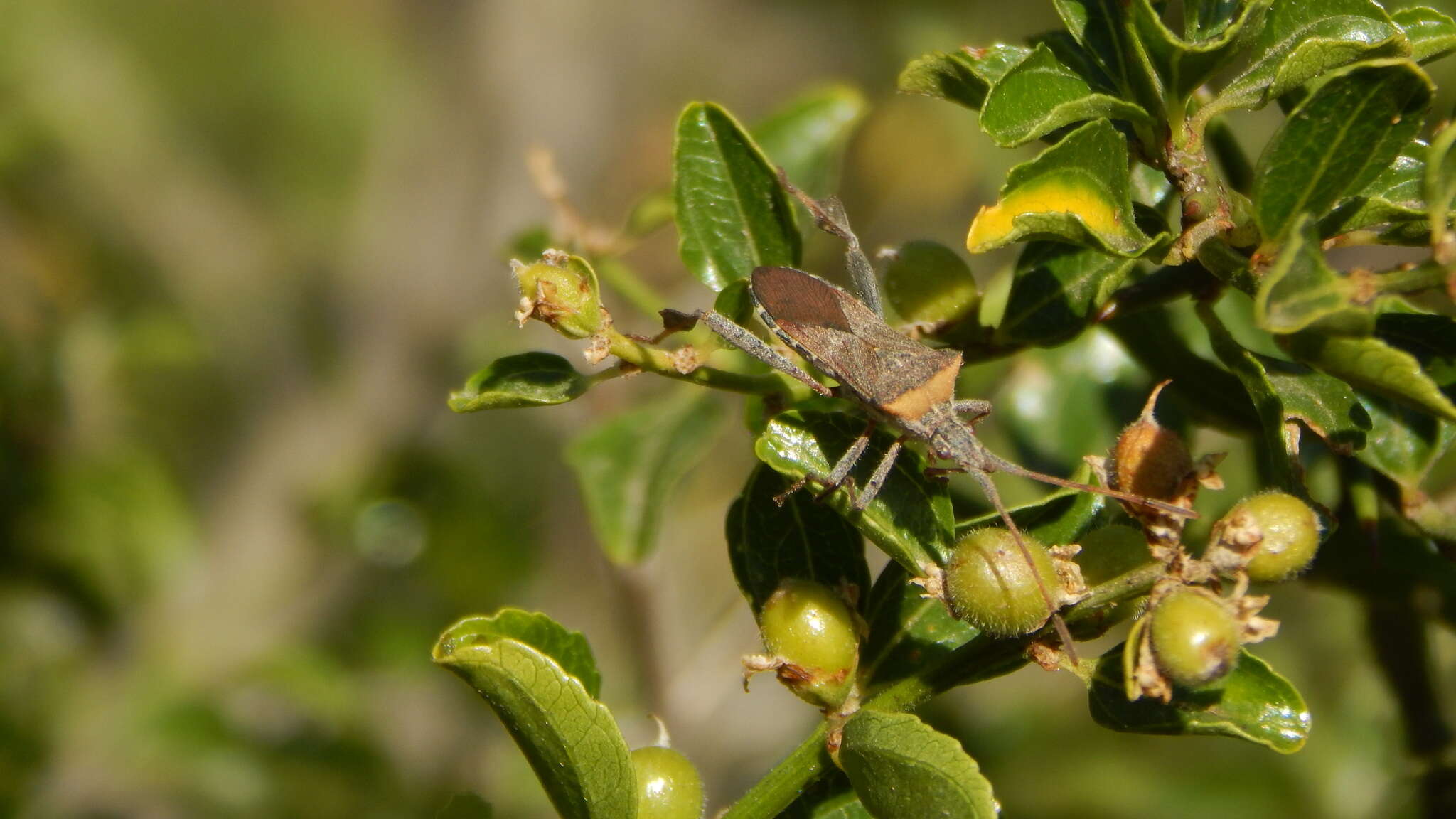 Image of Leaf-footed bug