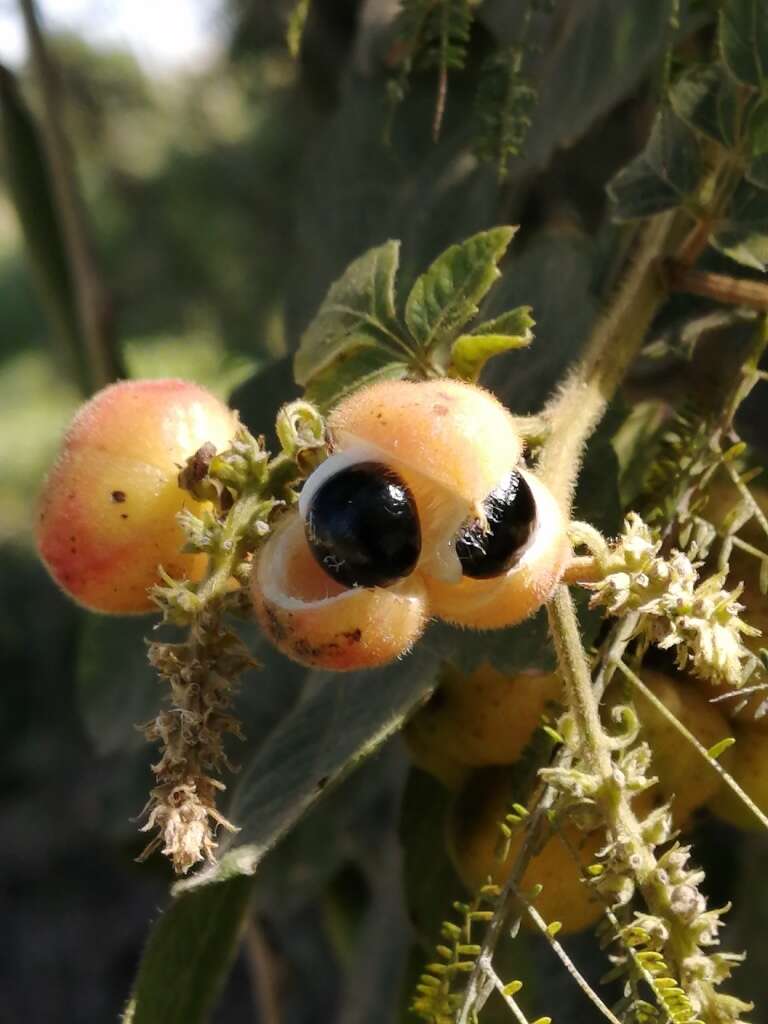 Image of Paullinia tomentosa Jacq.