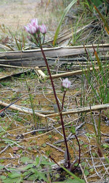 Image of Gentianella chathamica (Cheeseman) T. N. Ho & S. W. Liu