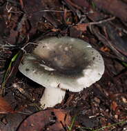 Image of Russula iterika Grgur. 1997