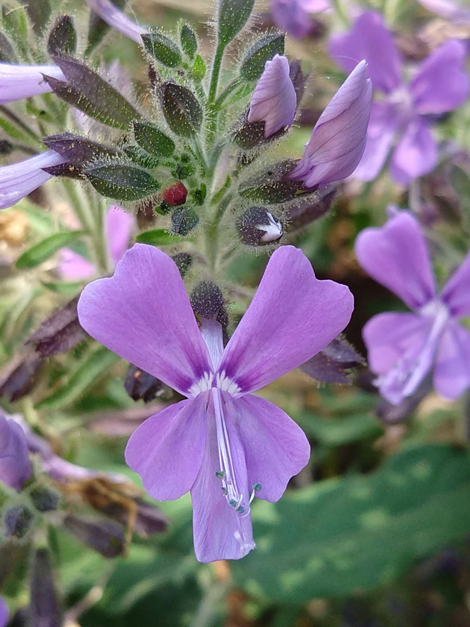 Image of Bonplandia geminiflora Cav.