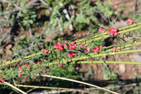 Image of Wax creeper