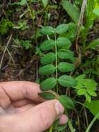 Image of Robbins' milkvetch