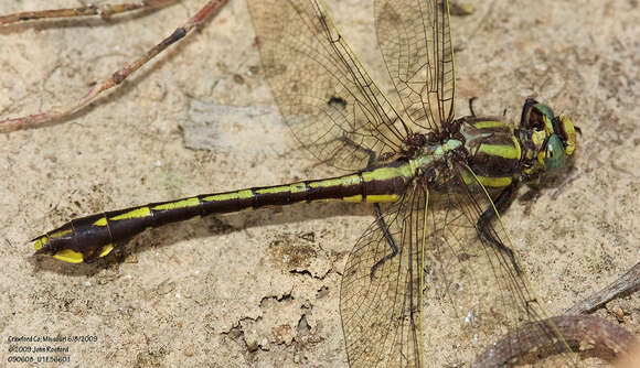 Image of Gomphurus ozarkensis (Westfall 1975)